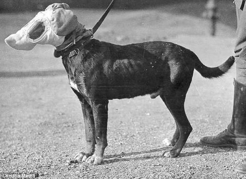 cachorros-mascaras-guerra-mundial