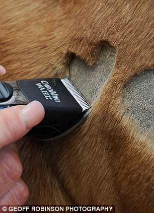 desenho-cachorro-pelagem-03 desenho cachorro pelagem 03