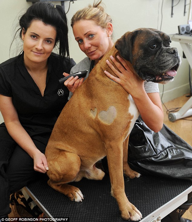 desenho-cachorro-pelagem-05 desenho cachorro pelagem 05