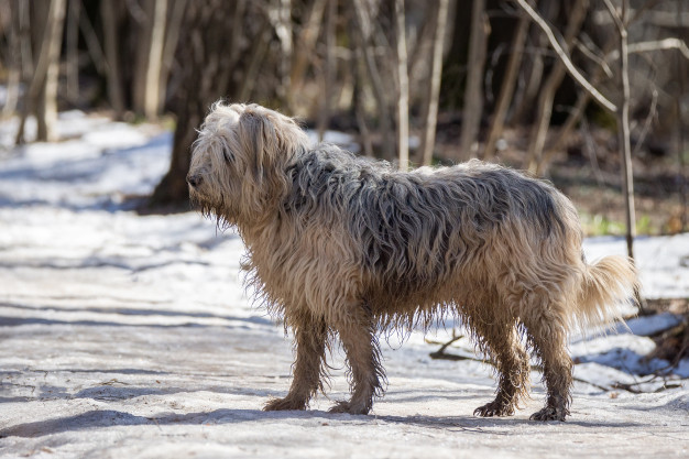 raças de cães mais pesadas