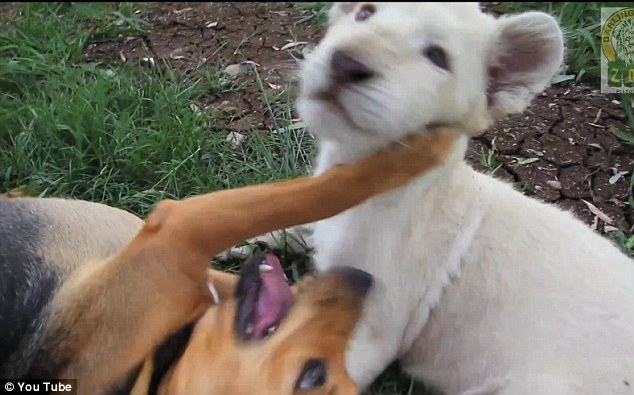 Amizade entre leão branco e cachorro
