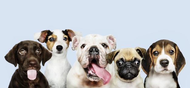 Quantas raças de cachorro há no mundo? 1 Raças de cachorro