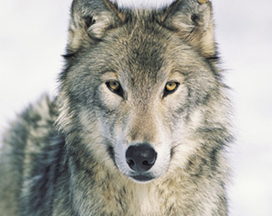 lobo-fossil-canino lobo fossil canino