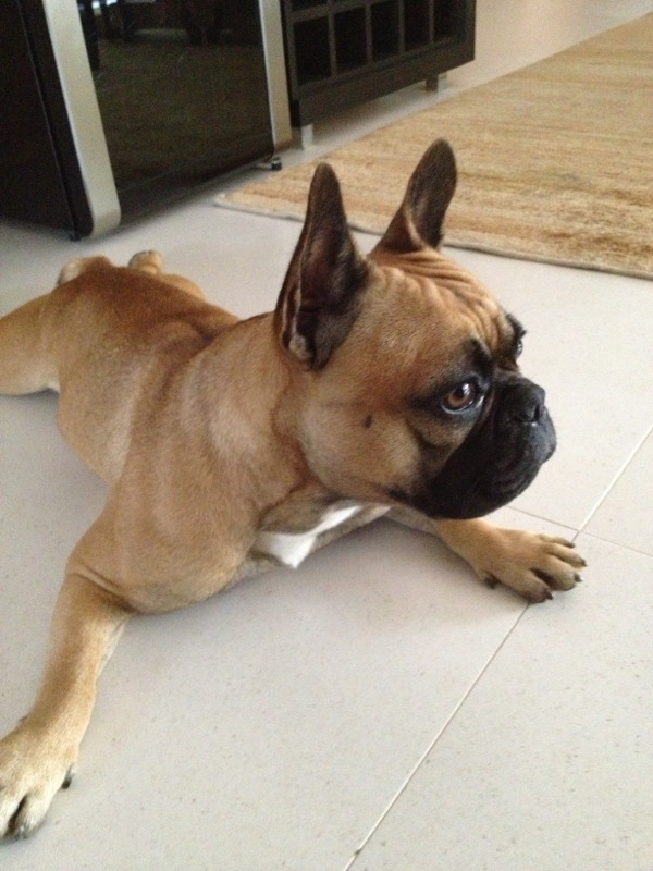 padre-fabio-melo-lucca-buldogue-frances padre fabio melo lucca buldogue frances