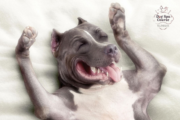 pet-paradise-dog-spa-publicidade-01 pet paradise dog spa publicidade 01