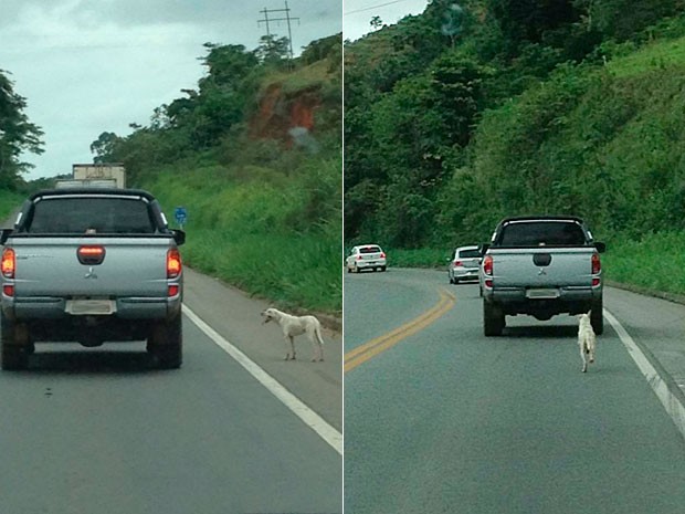 cachorro-abandonado cachorro abandonado