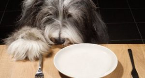 A mudança alimentar dos cães contribuiu para a sua domesticação. Reprodução