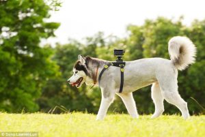 Agora você poderá ter a visão do seu cachorro enquanto passeia.  Foto: Reprodução / DailyMail