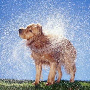 Cachorro molhado é o pior cheiro que pode ficar no carro? Segundo os motoristas que participaram da pesquisa da Harrolds, sim. Foto: Reprodução