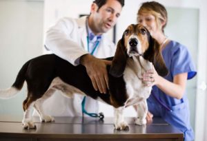 Agora os cães com leishmaniose podem ser tratados com medicamentos para humanos. Foto: Reprodução / Google