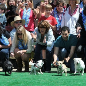 Chihuahuas participam de corrida comemorativa nos EUA.
