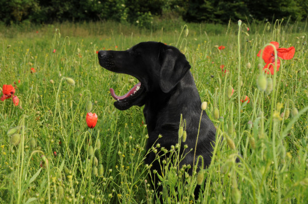 dog field 19485 29454