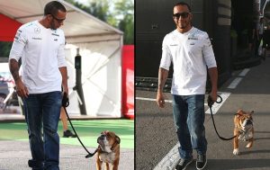 Hamilton leva Roscoe para passear no paddock da Formula 1. Foto: Reprodução / Globo Esporte