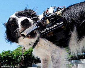 Aparelho poderia ajudar na comunicação entre cachorros e humanos. Foto: Reprodução / Daily Mail