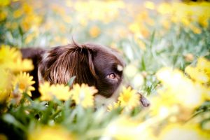 Sabia que plantas comuns no nosso dia a dia podem ser venenosas para nossos cães: Foto: Reprodução