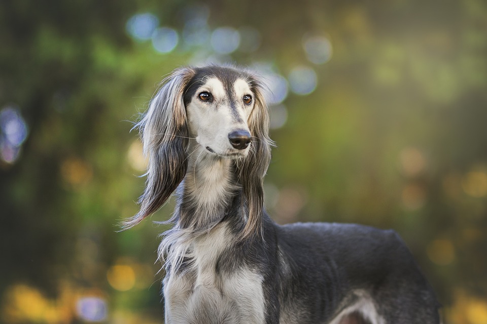 As raças de cachorro mais antigas do mundo