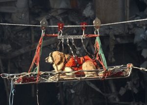 Diversos cachorros participaram no resgate as vítimas do 11 de Setembro. Foto: Reprodução / Google