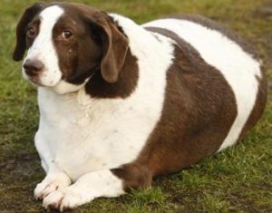 Obesidade canina pode ter fundo emocional. Foto: Reprodução/Google Images