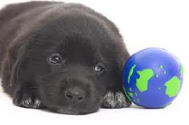 Maiores populações caninas pelo mundo. Foto: Reprodução/Google Images