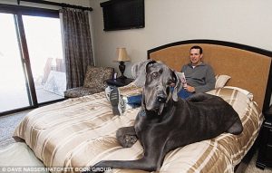 George ficou conhecido após receber o título de 'Cachorro mais alto do mundo'. Foto: Reprodução / Google