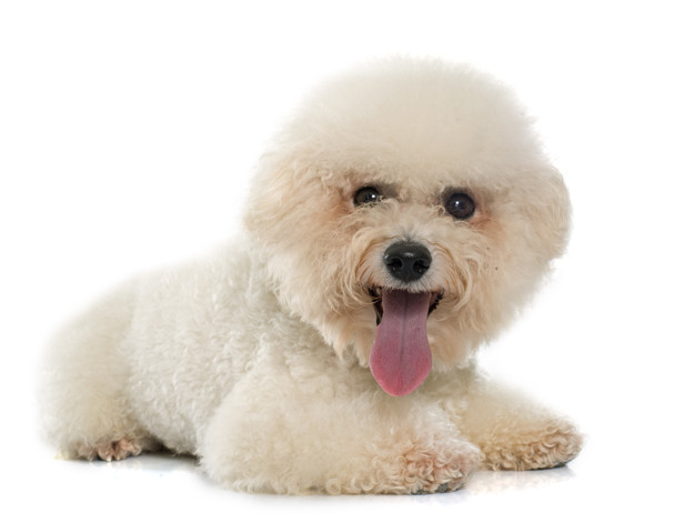 bichon frisé