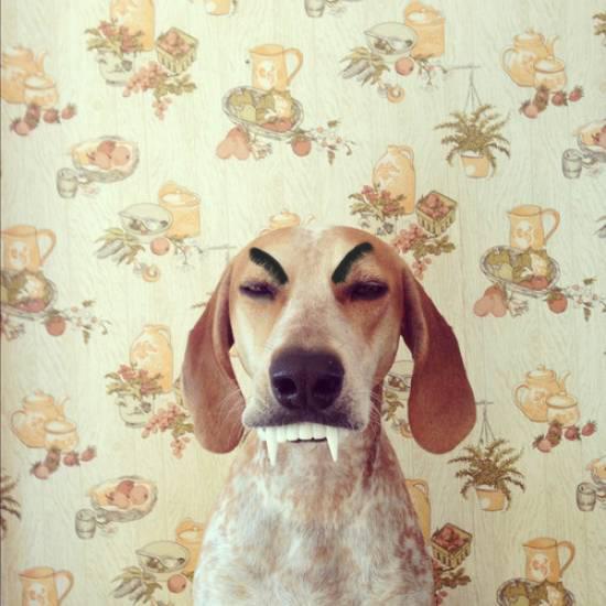 A moda agora é cachorro com sobrancelha