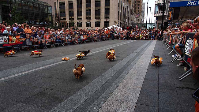 7ª Corrida de Dachshunds marca a abertura do Oktoberfest em Cincinnati 2 corrida-dachshund-cincinnati-02