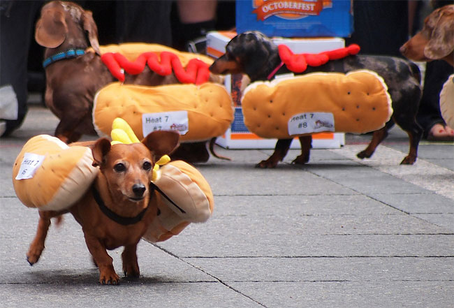 7ª Corrida de Dachshunds marca a abertura do Oktoberfest em Cincinnati 3 corrida-dachshund-cincinnati-03