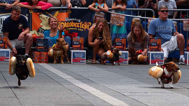 7ª Corrida de Dachshunds marca a abertura do Oktoberfest em Cincinnati 7 corrida-dachshund-cincinnati-07