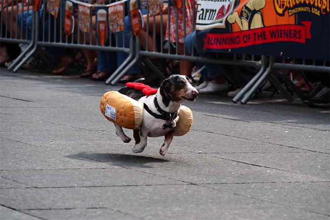 7ª Corrida de Dachshunds marca a abertura do Oktoberfest em Cincinnati 8 corrida-dachshund-cincinnati-08