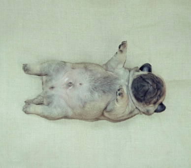 filhotes-cachorros-barriguinha-11