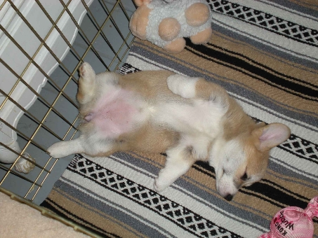 filhotes-cachorros-barriguinha-13