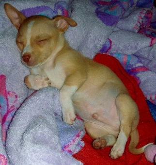 filhotes-cachorros-barriguinha-14