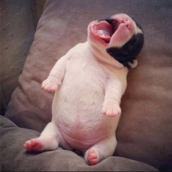 filhotes-cachorros-barriguinha-2