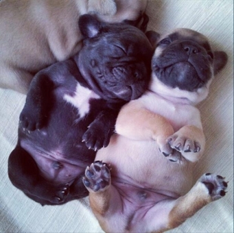 filhotes-cachorros-barriguinha-5