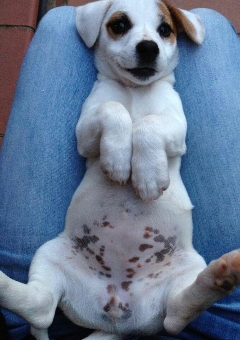 filhotes-cachorros-barriguinha-8