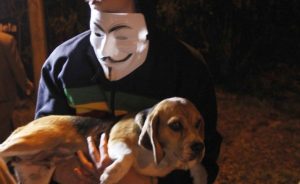 Beagle é resgatado por ativistas. Foto: Reprodução / Facebook