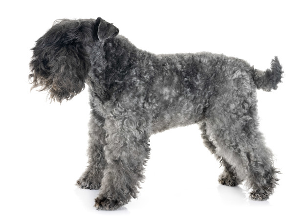 Kerry Blue Terrier