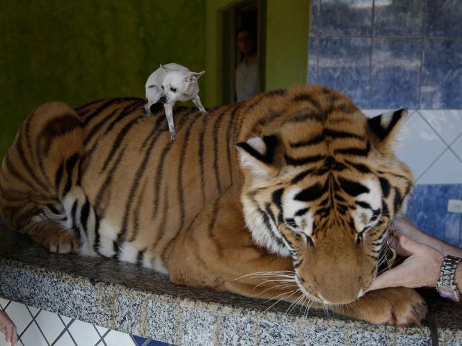 Chihuahua convive com tigres ao lado de família no Paraná 1 Chihuahua e Tigre da família Borges. Foto: Reprodução