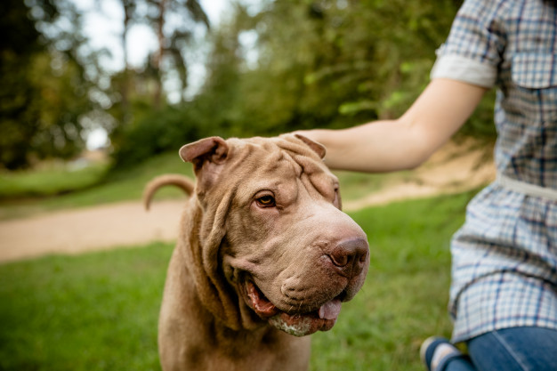 Shar pei