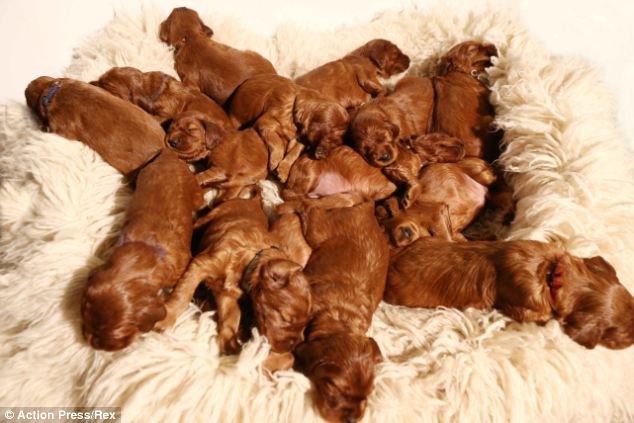 Cachorra dá à luz a 17 filhotes 1 Cachorra dá à luz a 17 filhotes (Fonte: Reprodução / Daily Mail)