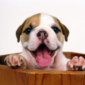 Você sabia que os cachorros entendem quando você está sorrindo?