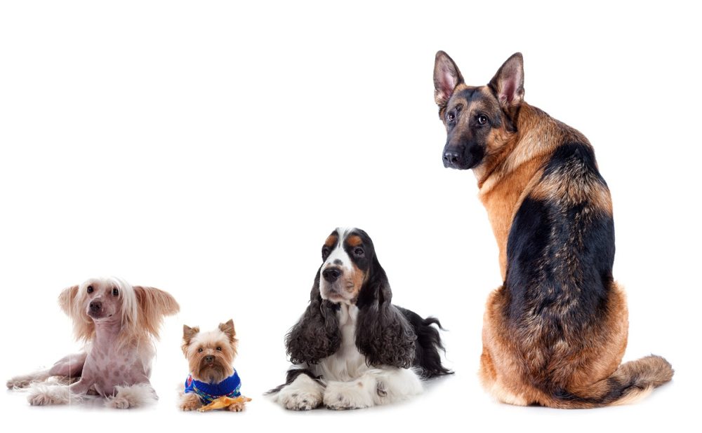 Como calcular a idade real dos cachorros