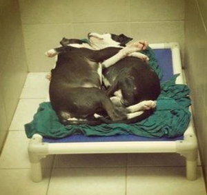 Os dois amam dormir 'abraçadinhos'. Foto: Reprodução / Facebook