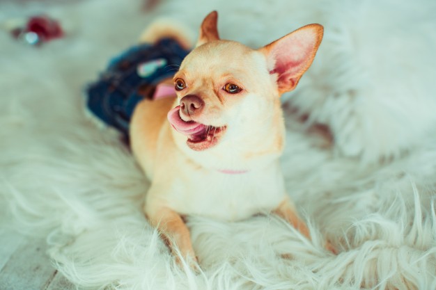 cachorros que adoram o calor