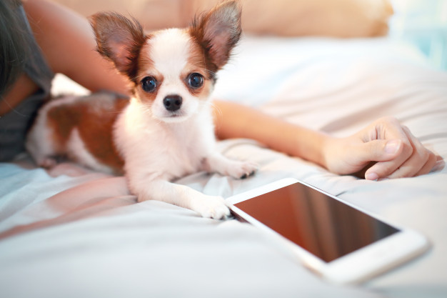 Teste o QI do seu cachorro 2 qi do cachorro