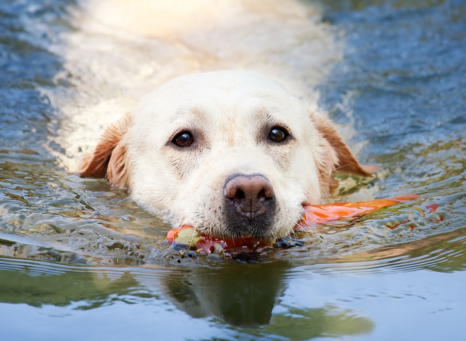 cachorros que adoram água