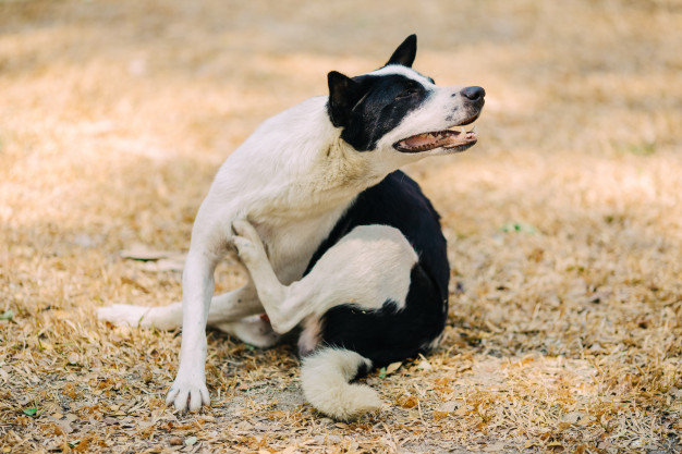 cão se coçando