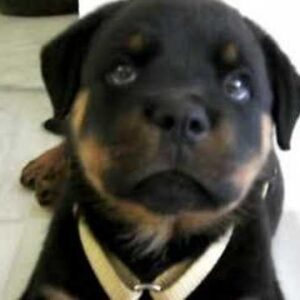 Rottweiler com soluço