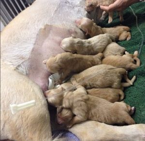Cuca e seus 10 filhotes mamando. (Foto: Reprodução / Instagram)